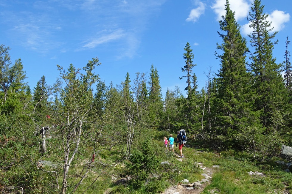 Du kan finne Multer og generelt se fin natur. Foto: Erlend Larsen Skipsfjell tur guide runde