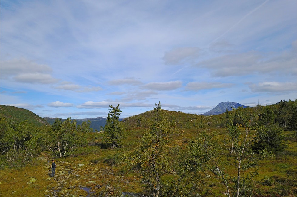 Sabotørstien går gjennom vakker natur. Foto: Erlend Larsen Sabotørstien Rauland Telemark turguide kart