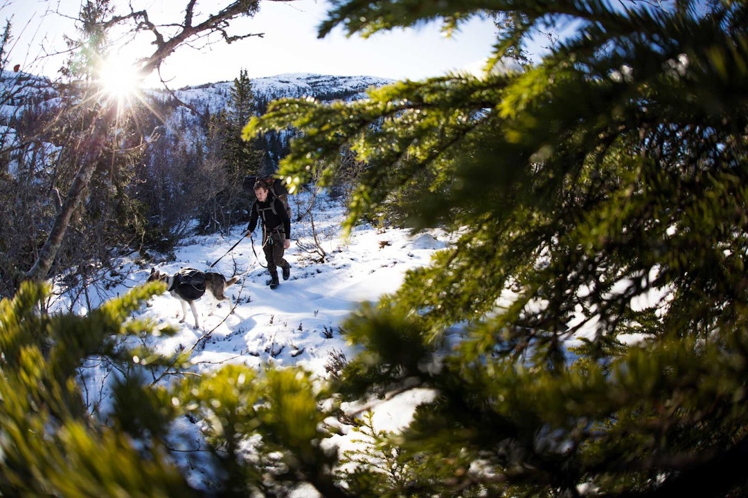 LAVSESONG: Ikke mange spor  etter andre i nysnøen. Foto: Thomas Svendsen lifjell nysnø