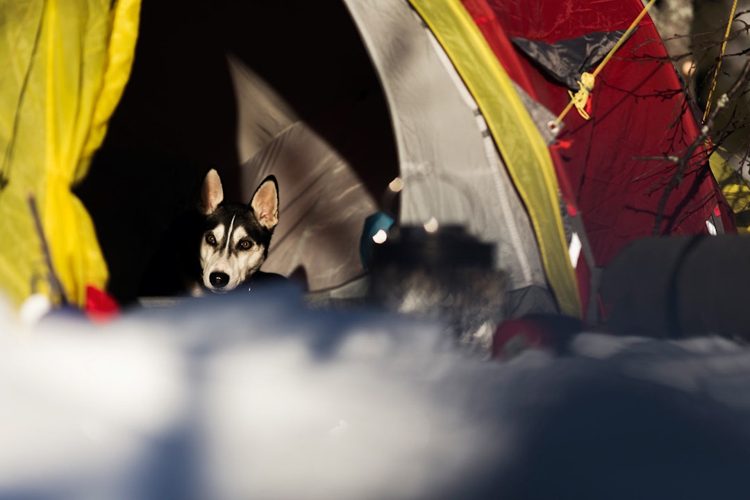 FINT LIV: Fenris, eller «plysj-prinsen» liker seg best i teltet. FINT LIV: Fenris, eller «plysj-prinsen» liker seg best i teltet.