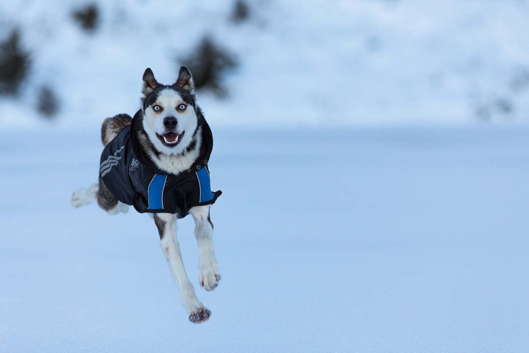 ENTUSIASME: Lyn er hoppende glad for å kunne løpe fritt etter en dagsmarsj opp på fjellet. ENTUSIASME: Lyn er hoppende glad for å kunne løpe fritt etter en dagsmarsj opp på fjellet.