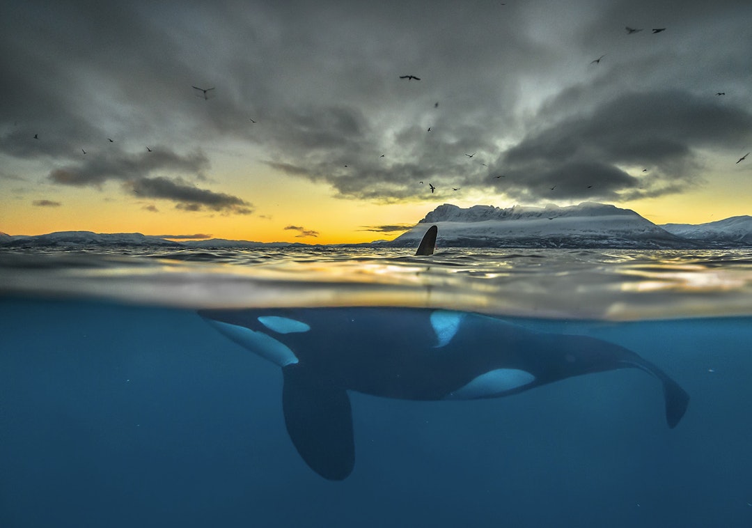 VERDENSKJENTE MOTIVER: Audun Rikardsen er særlig kjent for sine undervannsfotografier, her av en spekkhogger. Foto: Audun Rikardsen VERDENSKJENTE MOTIVER: Audun Rikardsen er særlig kjent for sine undervannsfotografier, her av en spekkhogger. Foto: Audun Rikardsen