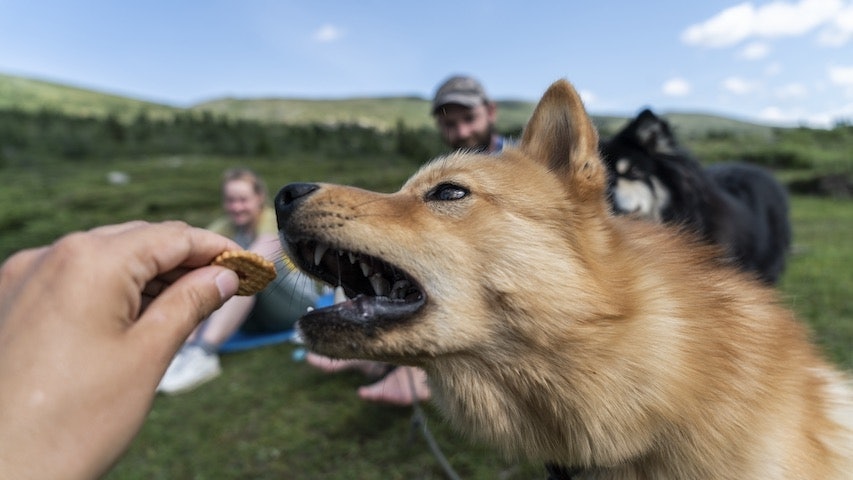 GODBIT: Det lille ekstra gjeld også for firbeinte. Foto :Rebecca Nedregotten Strand