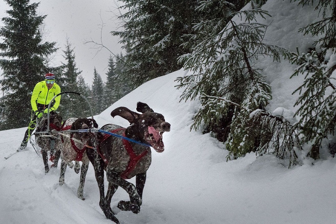 Dog Power 14 credit Jordan Schevene_preview Dog Power 14 credit Jordan Schevene_preview