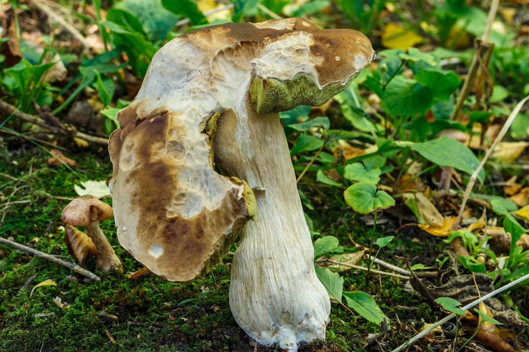 Bildet er en lekse i anatomi og at den er svært populær blant mark og snegler! Foto: Wikimedia Commons Boletus Edulis oppspist