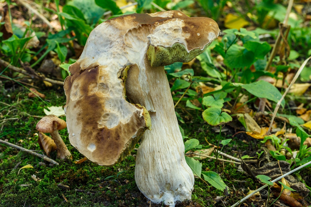 Boletus Edulis oppspist