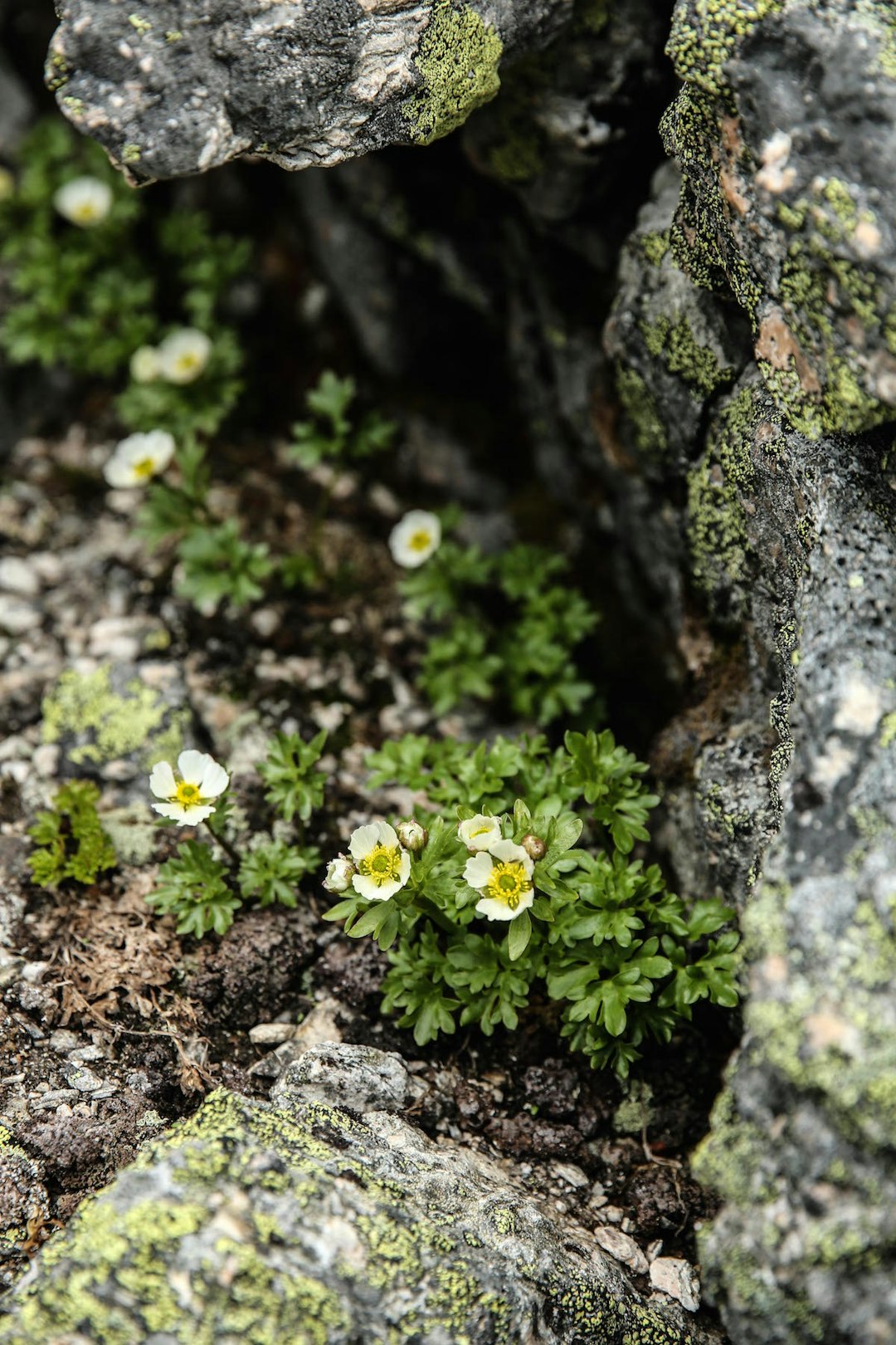 SJELDAN BLOMST: Issoleie er sjeldan å finne, men det vekst mykje av denne planten på Skåla. I år var det ekstra store førekomstar. Foto: Jørn-Arne Tomasgard Skåla 2015 012