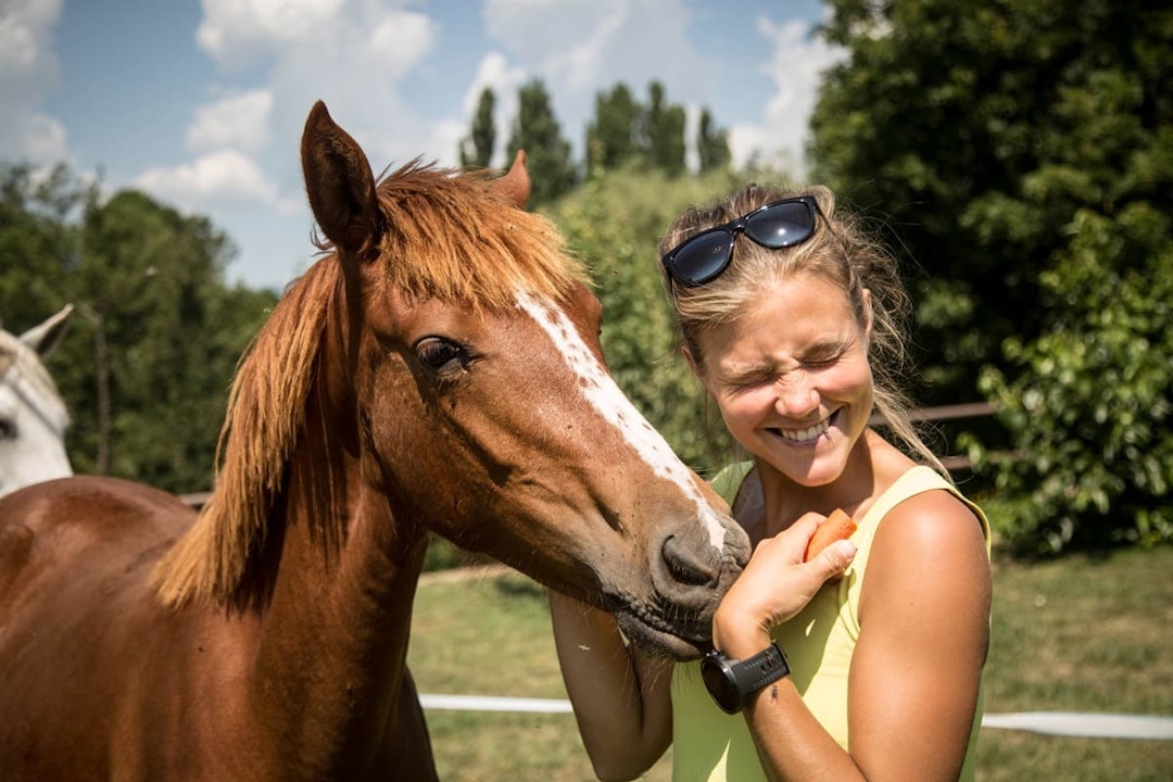 hest hest