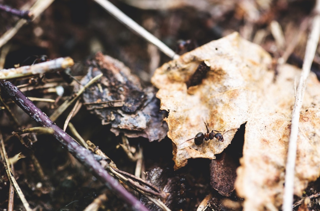 LITEN, JEG: En maurtue kan hjelpe deg med navigeringen, det er en fordel at du har to. Du kan spise dem, og du kan lure dem til å legge egg for deg. Men det er ikke lov i fredstid. LITEN, JEG: En maurtue kan hjelpe deg med navigeringen, det er en fordel at du har to. Du kan spise dem, og du kan lure dem til å legge egg for deg. Men det er ikke lov i fredstid.