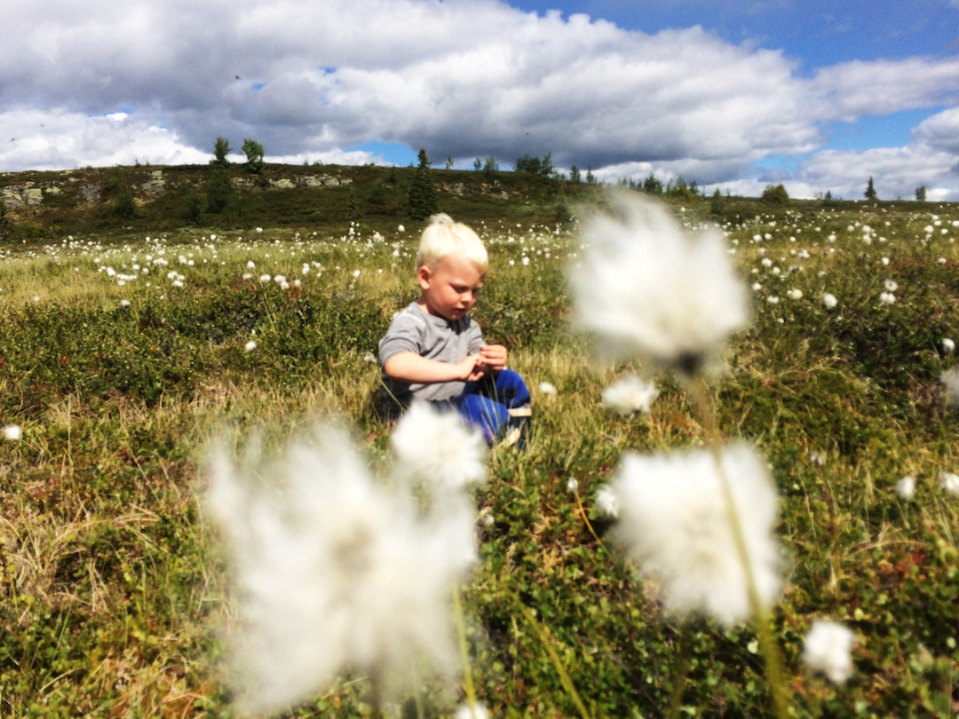 FRITT: Naturen er som den er, den har ingen hensikter ut over seg selv. Den mener ingenting om oss, rommer ingen iboende instrukser. Den gir ikke beskjed om hvordan å handle i den. Allikevel er den full av uttrykk. Foto: Gunhild Aaslie Soldal myr