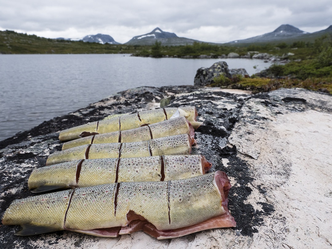Slik får du fisk i fjellvann med mark eller sluk | FRIFLYT.NO