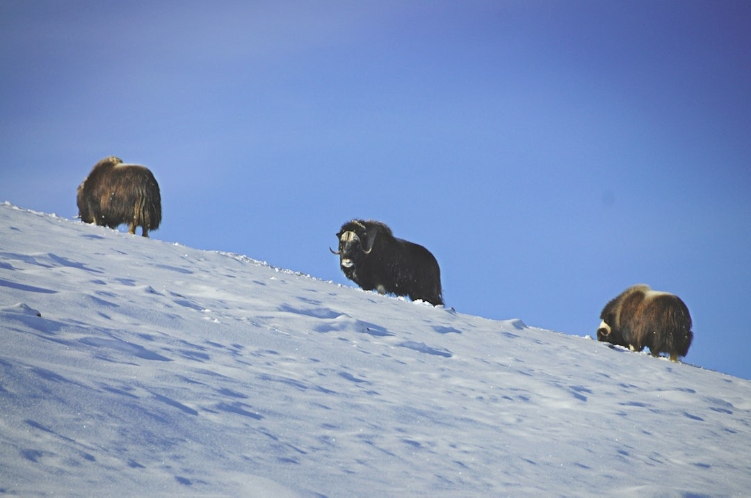 MOSKUS: Det lever ikke mer enn 200 moskus i Norge, men nesten alle hører hjemme på Dovrefjell. I skitraseen opp Stroplsjødalen til Reinheim er det ikke uvanlig å møte på de eksotiske dyrene. Foto: André Spica moskus på dovrefjell
