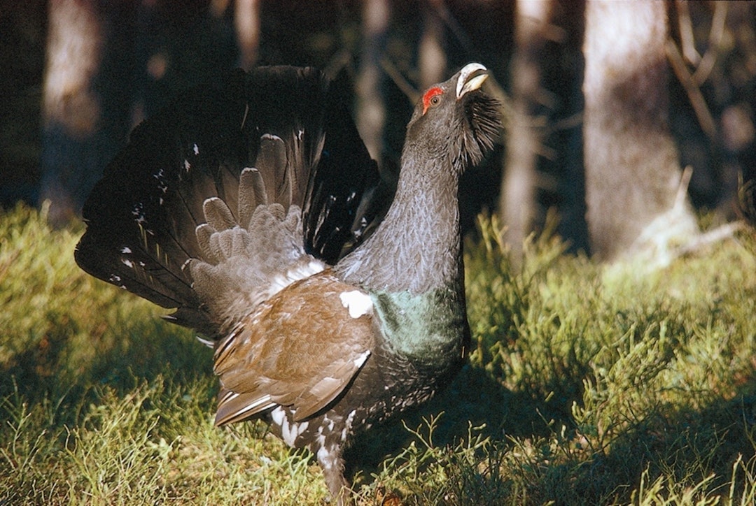 TIUR: At lydmiljøet betyr mye for naturopplevelsen, vil du erfare hvis du tilbringer en vårnatt på orrfugl- eller tiurleik. Her er en flott tiur fotografert under solspillet på en leik i Østmarka. Foto: Sverre M. Fjelstad tiur i østmarka foto Sverre m fjelstad