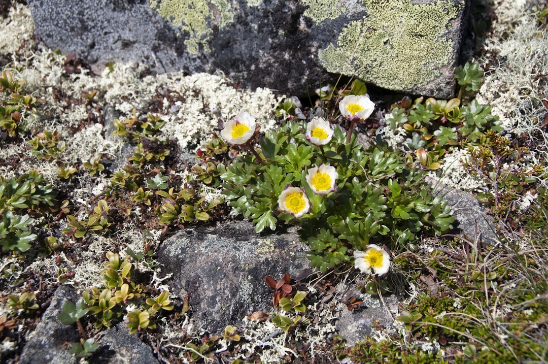 besseggløpet_mogop_gunhild soldal