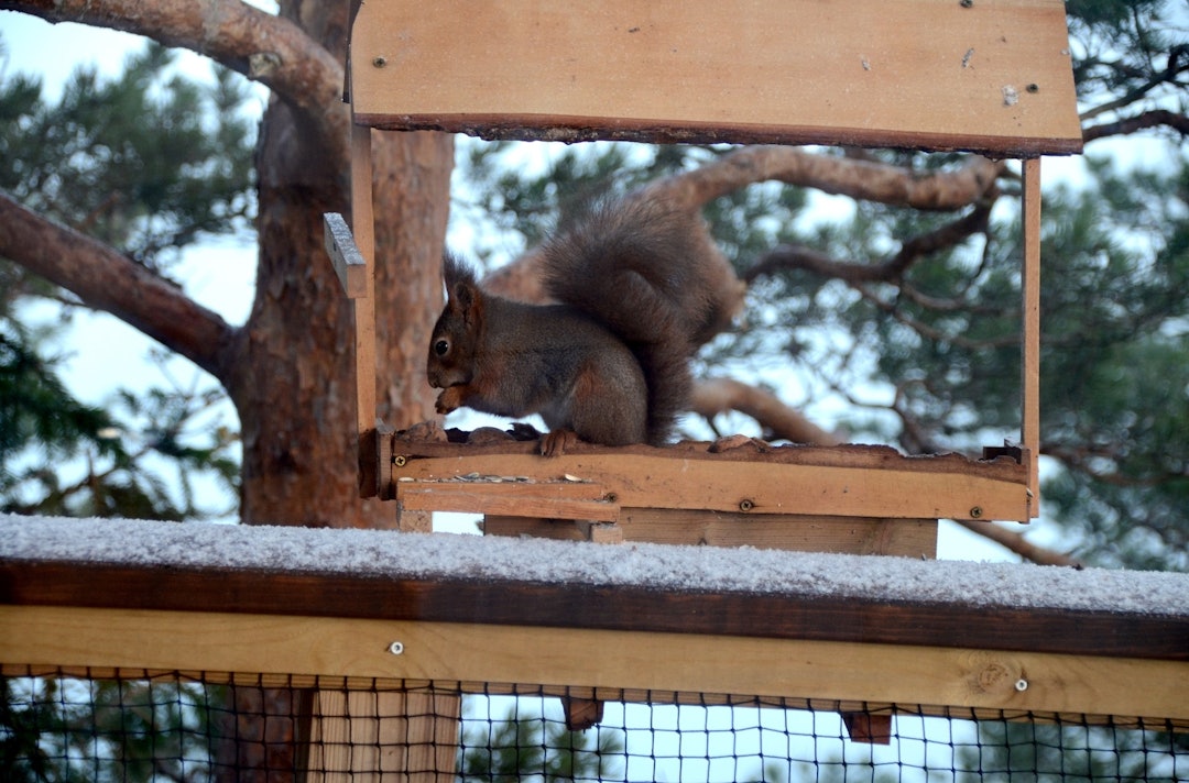 TRETOPPHYTTENE VED OSLOFJORDEN: Her bor du side om side med nøtteliten. Foto: Sandra Lappegard Wangberg TRETOPPHYTTENE VED OSLOFJORDEN: Her bor du side om side med nøtteliten. Foto: Sandra Lappegard Wangberg