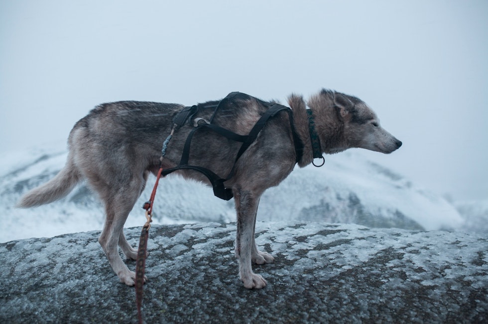 BIKKJEKALDT: Jeg hadde planlagt kaffe i solveggen med utsikt over det oransje, gule og grønne landskapet. I stedet ble både Lillefot og jeg blåst ned igjen fra Styggemann. Foto: Marte Stensland Jørgensen BIKKJEKALDT: Jeg hadde planlagt kaffe i solveggen med utsikt over det oransje, gule og grønne landskapet. I stedet ble både Lillefot og jeg blåst ned igjen fra Styggemann. Foto: Marte Stensland Jørgensen