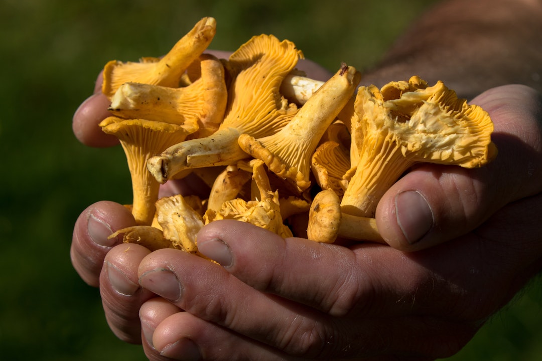 HENDENE FULLE: Dette er toppen av lukke, no ventar eit nydeleg måltid. Foto: Sigrid Henjum kantarell friluftsliv sigrid henjum foto
