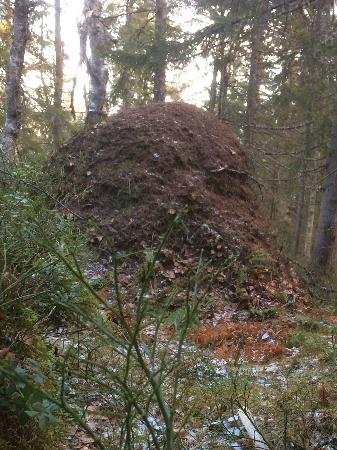 SKIKKELIG MAURTUE: Det finnes ingen formell liste over hvor de største og eldste maurtuene ligger i marka, men dette må være en av de største. Foto: Anders Skaiå oslos største maurtue