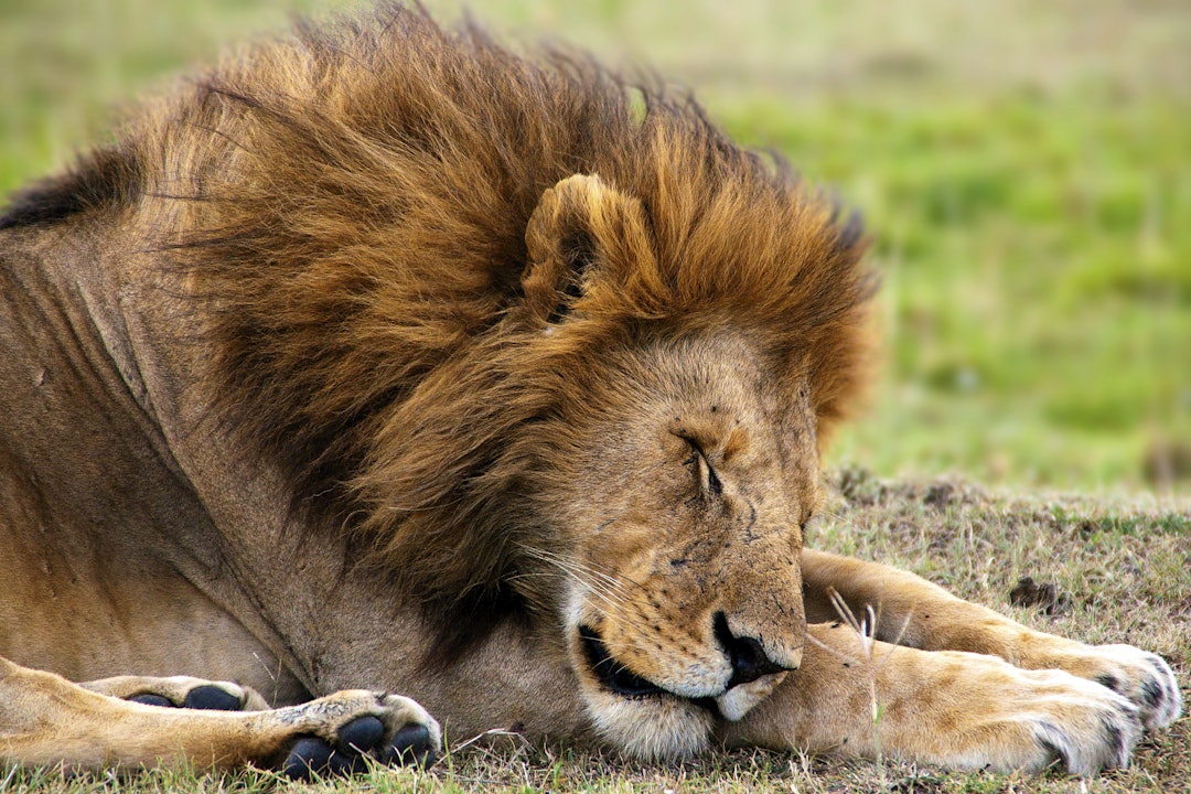 SIMBA: Løvene har ingen fiender på savannen, og lar oss komme overraskende nær. Foto: Christian Styve. SIMBA: Løvene har ingen fiender på savannen, og lar oss komme overraskende nær. Foto: Christian Styve.