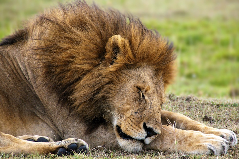 SIMBA: Løvene har ingen fiender på savannen, og lar oss komme overraskende nær. Foto: Christian Styve.