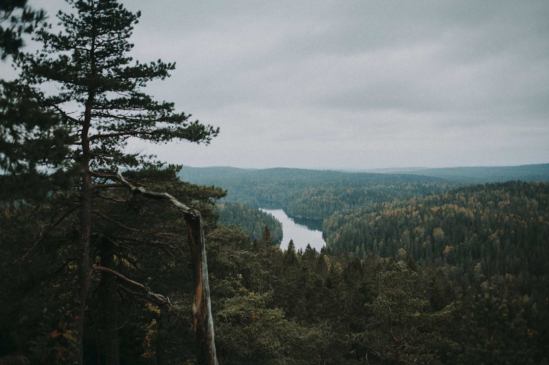 MOSJØEN: Et langstrakt vann ikke langt fra Vangen. Her sett fra Tonekollen. Foto: Kristoffer H. Kippernes Mosjøen Østmarka