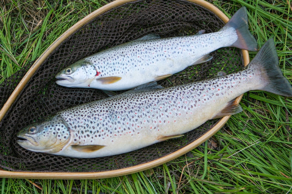 DOKUMENTERT: Blank fjellørret tatt på spinner i en liten elv. Foto: Henrik Strømstad hvordan få fisk
