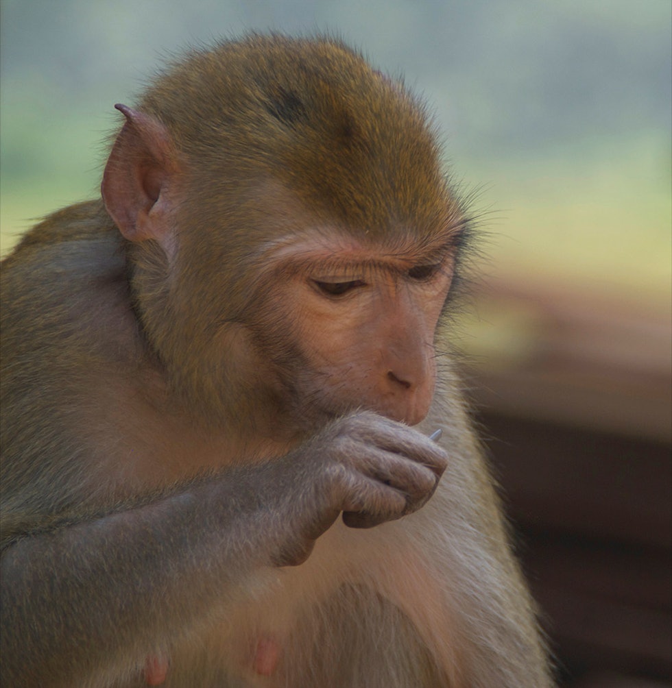 FORSYNT: En lokal ape takker nei til banan. Foto: Øyvind Sveen 