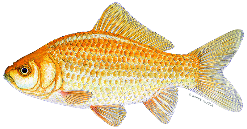 Gullfisk er faktisk ikke uvanlig å finne som fremmed ferskvannsfisk i Norge. Illustrasjon: NINA Gullfisk fremmed fisk