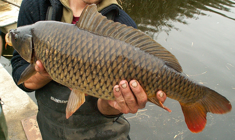 Karpen er en yndet sportsfisk - som er satt ut gjentatte ganger i Norge siden 60-tallet. Foto: Wikimedia Commons Karpe