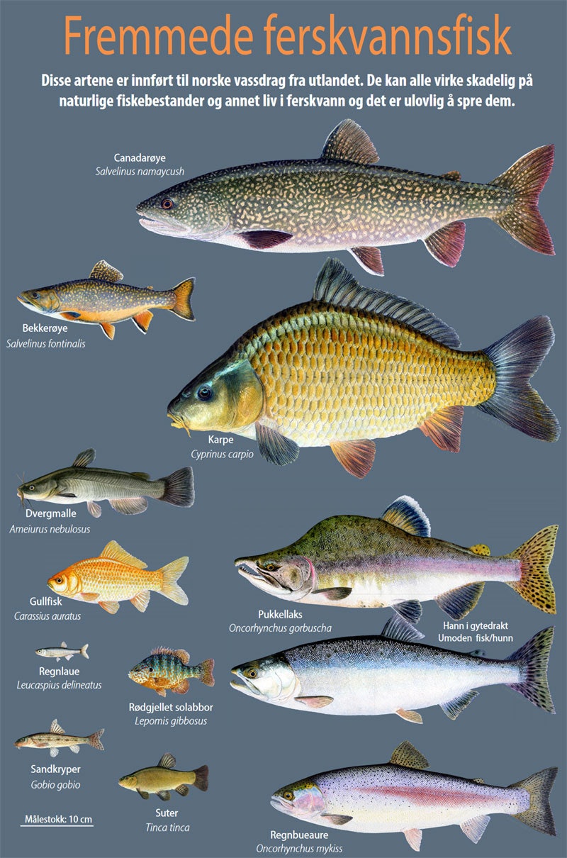 Oversikt over typiske fremmede fisk i Norge NINA Fremmedfisk