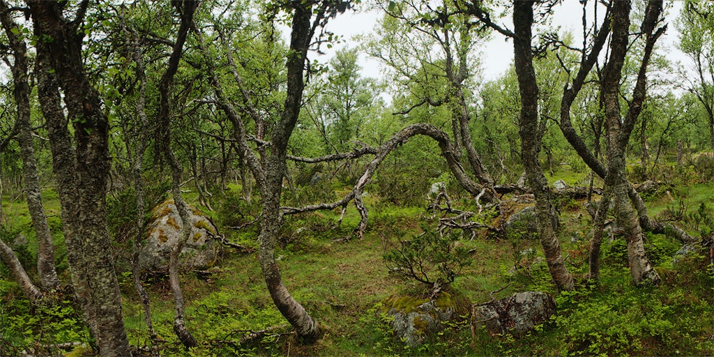 20_Bj_rkeskog, Femundsmarka NP 20_Bj_rkeskog, Femundsmarka NP