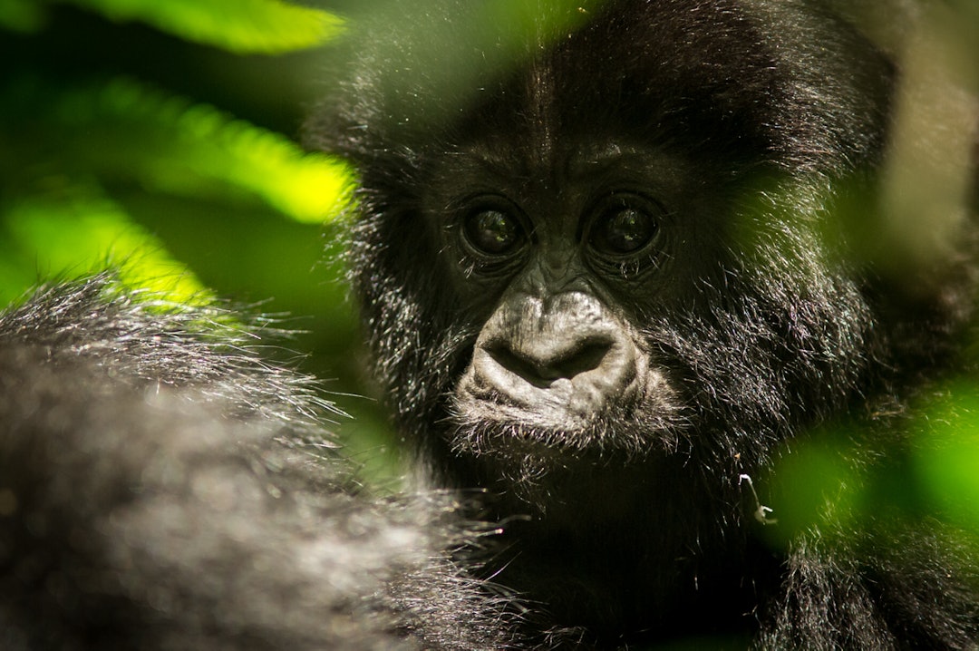 rwanda rwanda