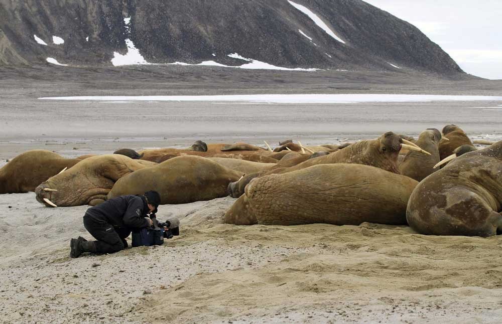 Nærhet: Opptakene til serien har ikke foregått uten dramatikk, men aldri provosert frem fra dyrenes side. - Havet er det farligste, sier Arne Nævra. Her fra Svalbard. Foto: Naturbilder.no