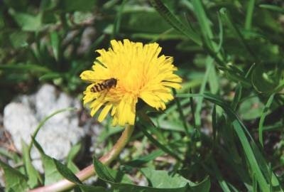 BLOMST OG BIE: Løvetann veks vilt. Foto: Sigrid Henjum løvetann mat