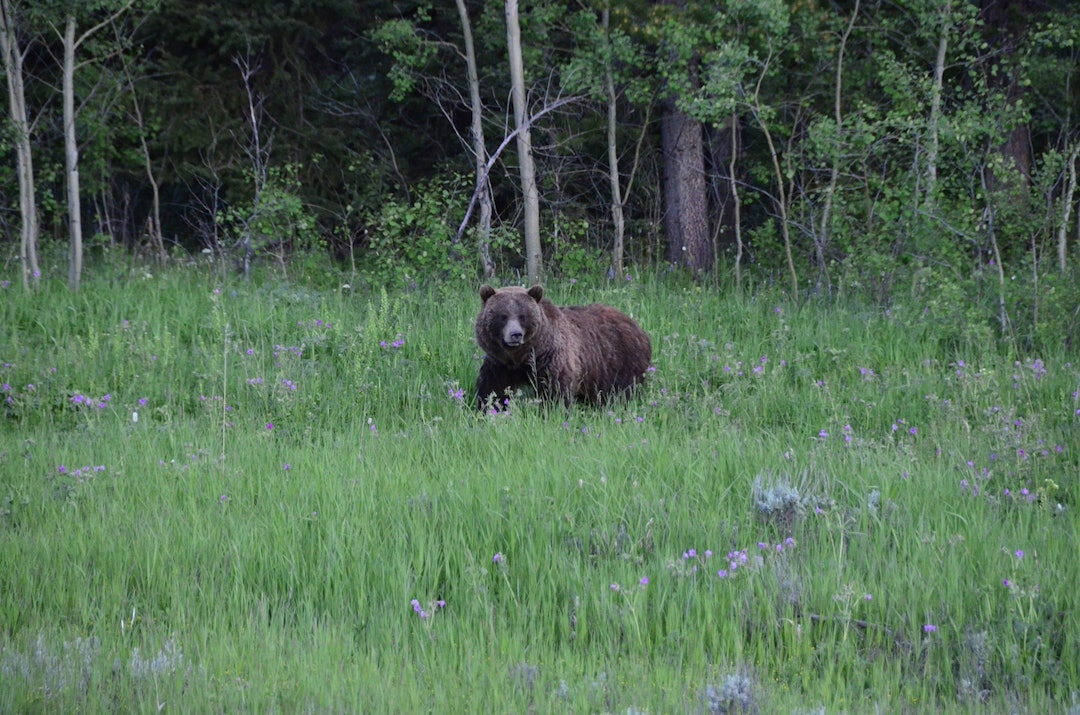 grizzly-bjørn