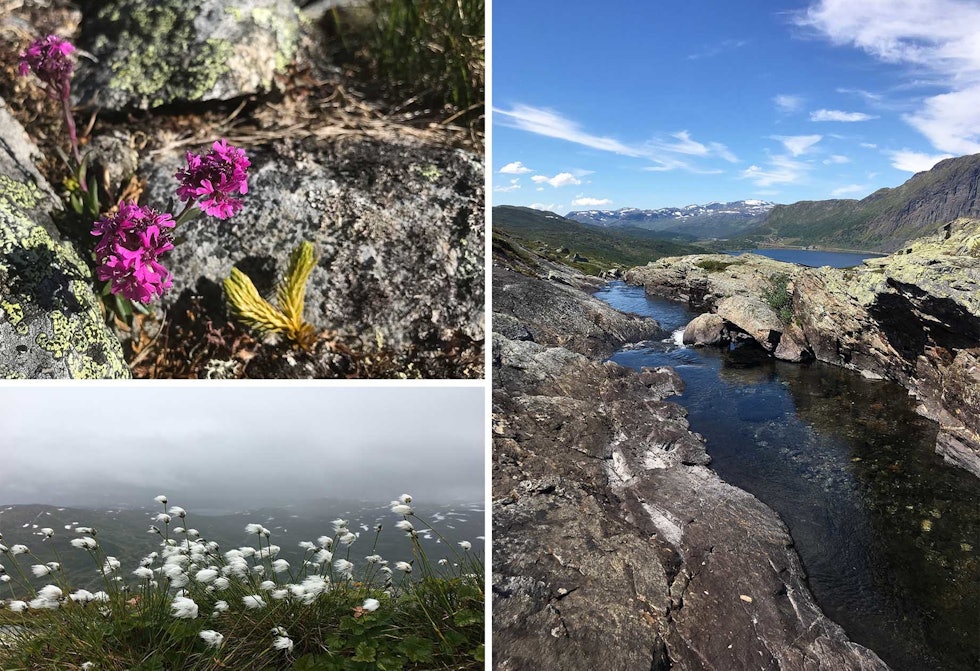 POSTKORT: Sommerglimt fra Tyin-Filefjell. tyin Filefjell sommer