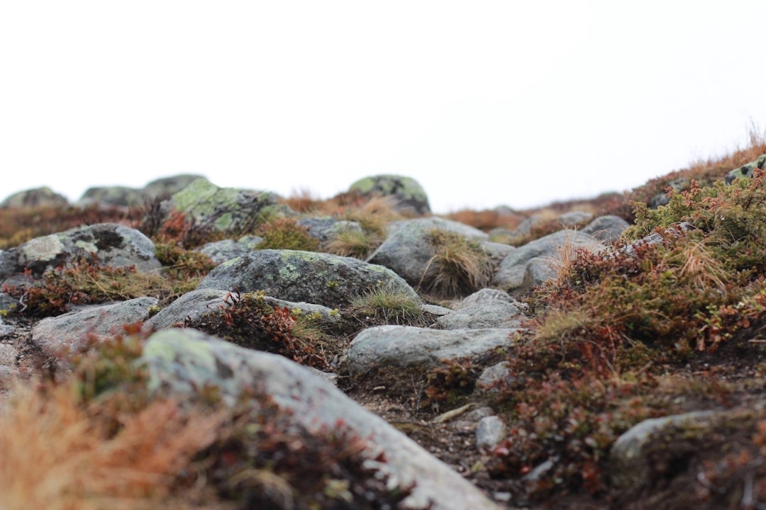 VI SER: Når vi går eller løper, ser vi. Vi ser kvistene på bakken som måtte gi etter for vinterstormene, den lille hestehoven som spirer i veikanten, gåsa som letter fra åkeren. Foto: Charlotte Oliversen VI SER: Når vi går eller løper, ser vi. Vi ser kvistene på bakken som måtte gi etter for vinterstormene, den lille hestehoven som spirer i veikanten, gåsa som letter fra åkeren. Foto: Charlotte Oliversen