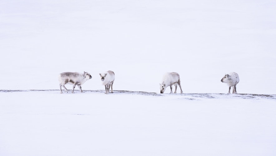 reinsdyr på svalbard reinsdyr på svalbard