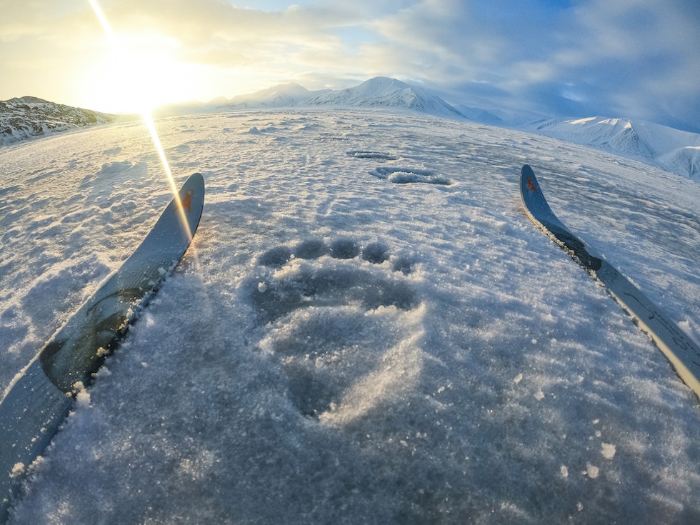 INGEN TVIL: Øya er habitat for nærmere 3500 isbjørner. Foto: Vincent Colliard svalbard isbjørnspor