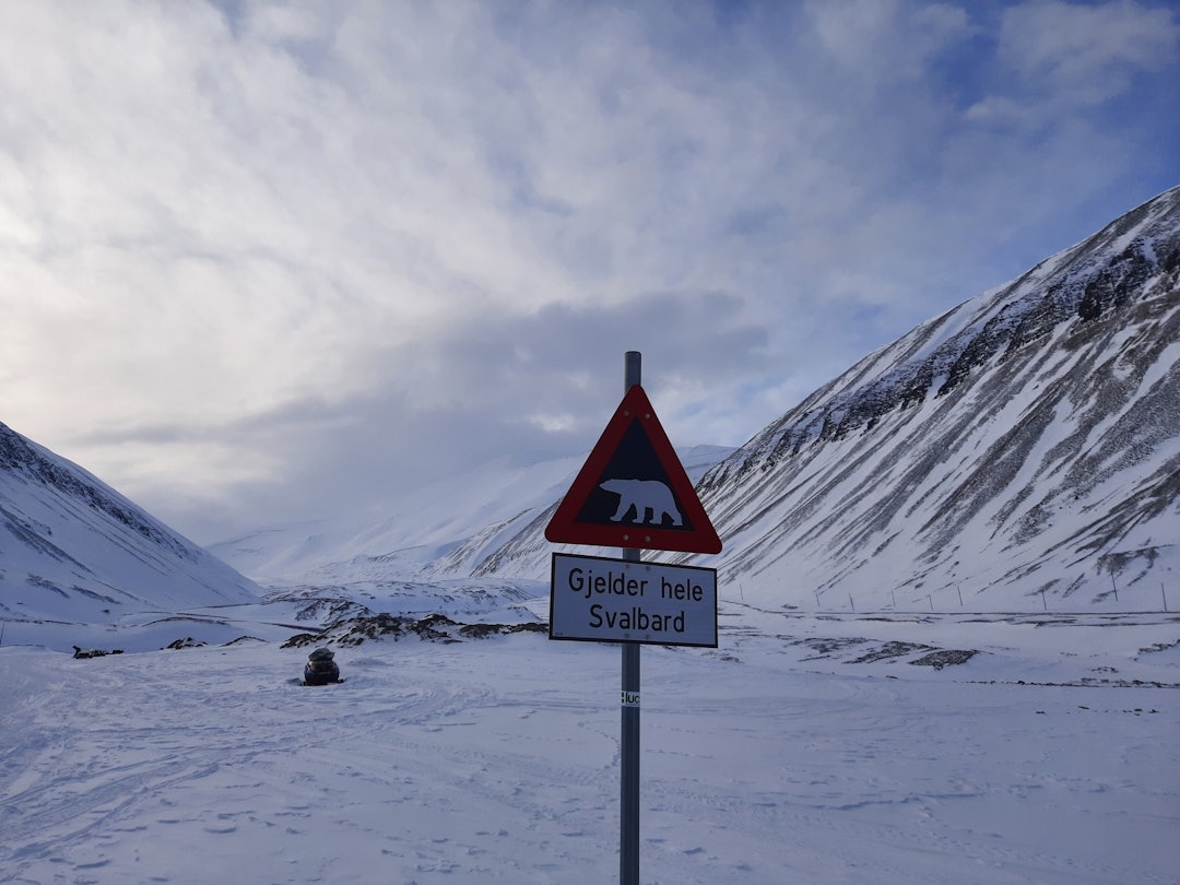 Kanskje du møter på det største landlevende rovpattedyret på Svalbard? Foto: Lisa Kvålshaugen Bjærum 20210405_140910