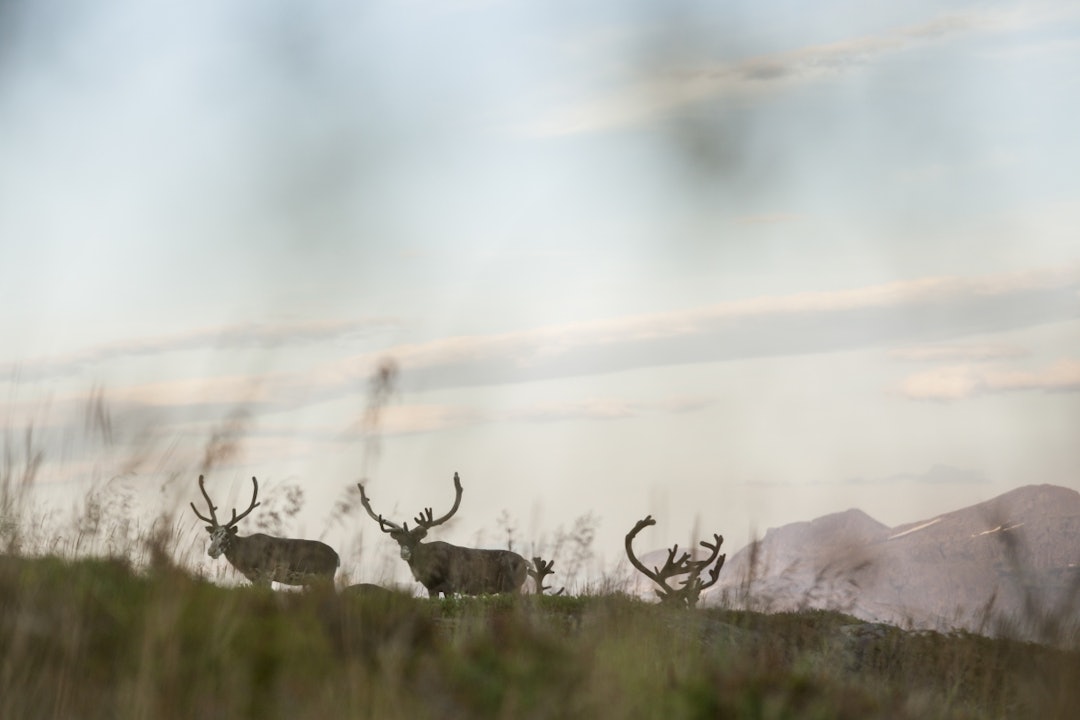 NORD-NORGE: Tamrein i fjæra, ved Lødingen. Det er ikke alltid du trenger å gå så langt for en fin opplevelse. Foto: Marte Stensland Jørgensen lødingen
