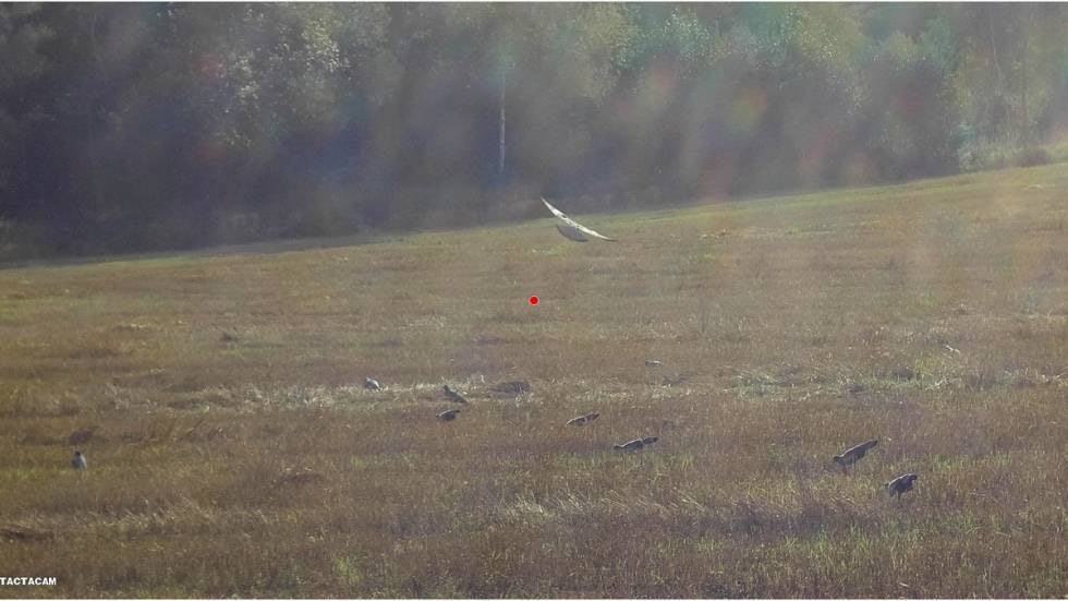 Sløring: Med litt skrått motlys blir det i enkelte vinkler litt flare (et slags gjenskinn) i filmen fra Tactacam. Sløring: Med litt skrått motlys blir det i enkelte vinkler litt flare (et slags gjenskinn) i filmen fra Tactacam.