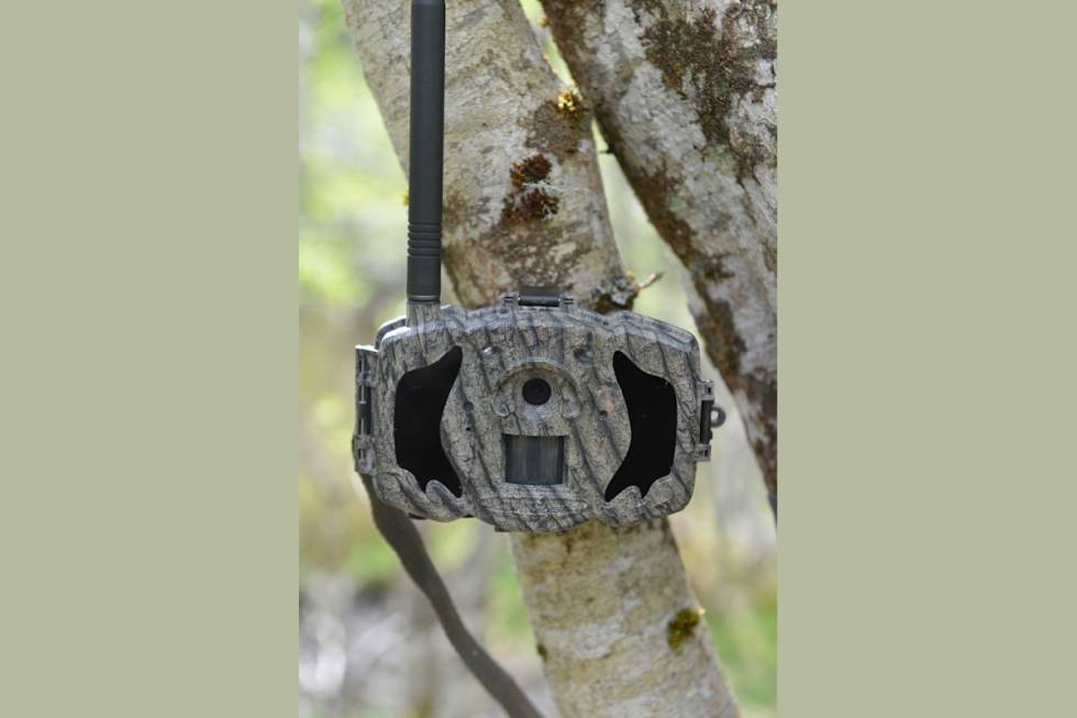 Bolyguard MG98 4G viltkamera til test i et tre