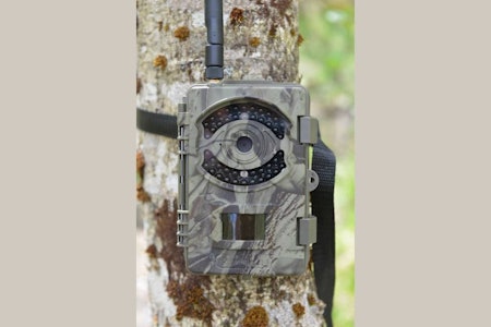 Bushwhacker Big Eye 3G viltkamera til test i et tre