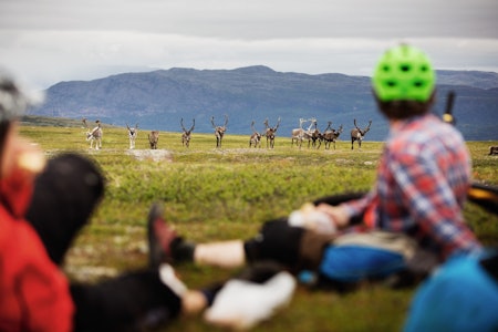STISYKLING I ALTA: Det tok ikke lang tid før reinsdyrene dukket opp da Terrengsykkel tok turen til Finnmark. stisykling alta