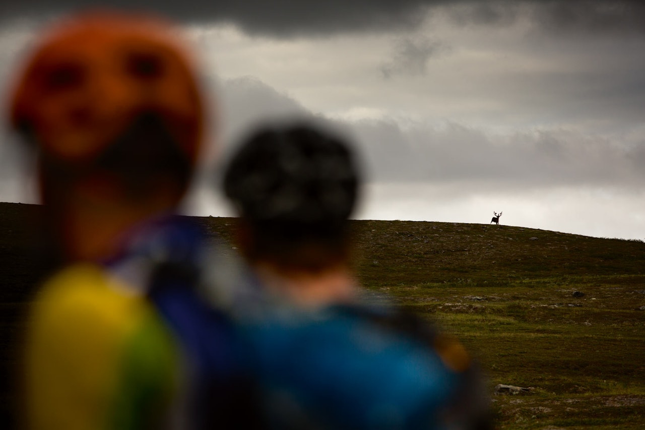 KLISJE VED FØRSTE BLIKK: Det tok ikke lang tid før reinsdyrene dukket opp i horisonten da Terrengsykkel tok turen til Finnmark. stisykling Alta
