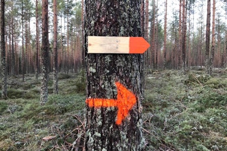 Det er ikke snø i traséen til fatbikerittet Orange Priest Challenge, som skulle vært arrangert på lørdag. Derfor blir det i stedet fellestur på barfroststier i samme område. Foto: Henning Lotterud