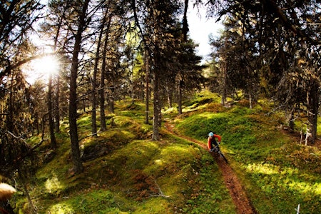 stisykling i norge, stisykling i sogndal, stisykling i norge, kaupanger, dalåker, sogndal