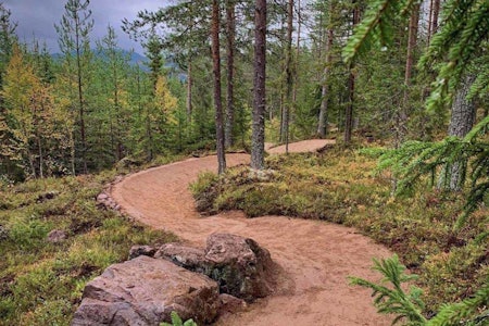FERSK: Den nye stien Papa Bear er klar for innrykk i Trysil Bike Arena. Foto: Jonas Sjögren stisykling trysil papa bear