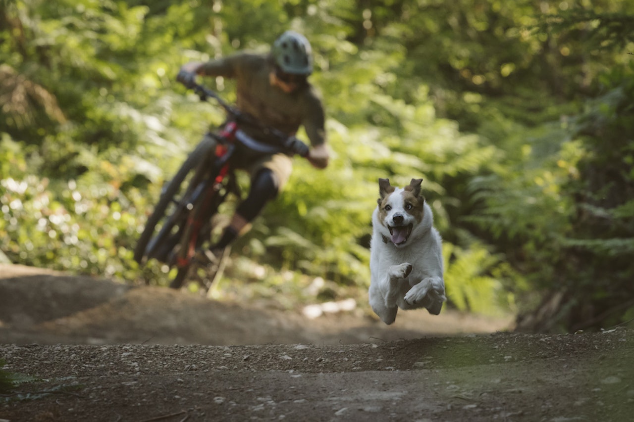 FLYVENDE HUND: Det er mye fet sykling, og ... hunder, i denne filmen. Foto: Shimano/Ant Hill films hund sykkeltur sykling
